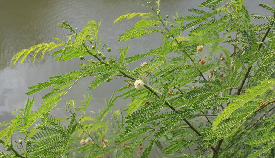 Leucaena leucocephala