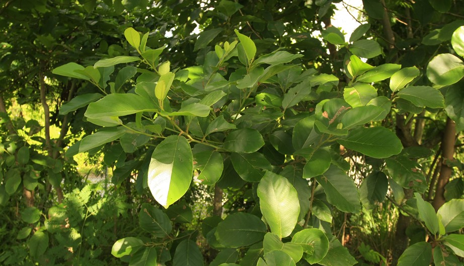 Litsea monopetala