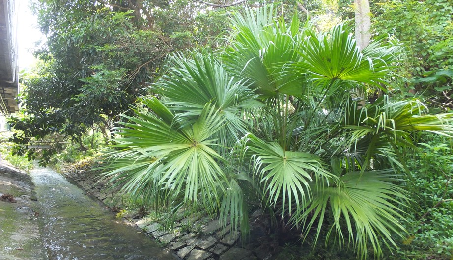 Livistona chinensis