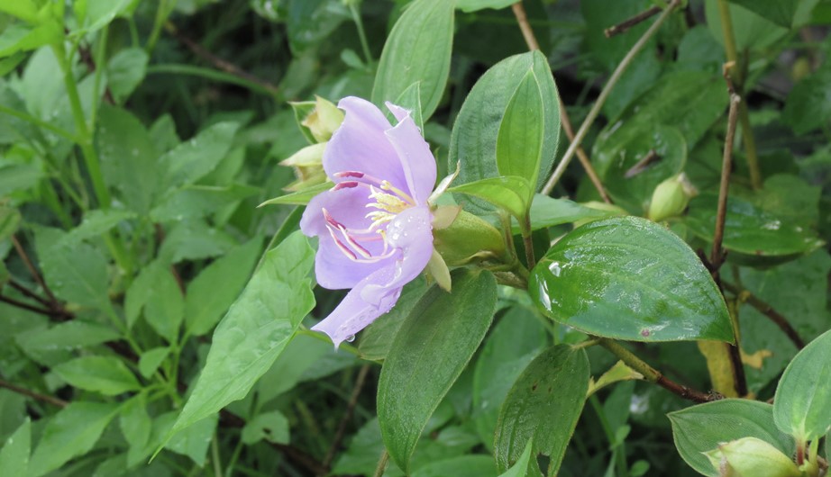 Melastoma malabathricum