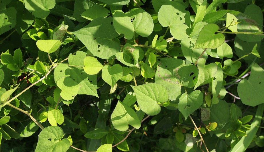 Merremia hederacea