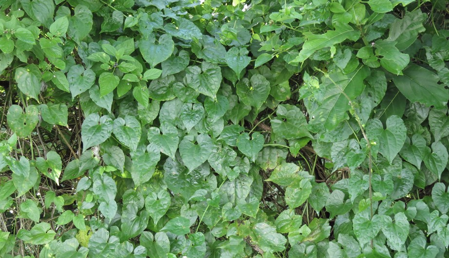Mikania micrantha