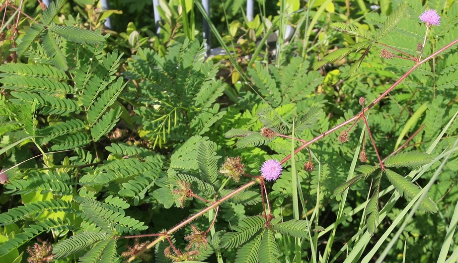 Mimosa pudica
