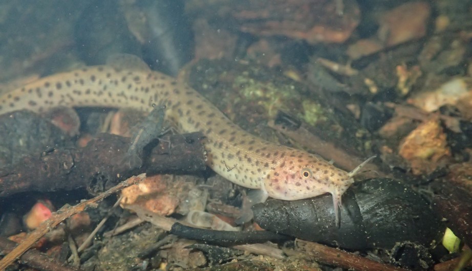 Misgurnus anguillicaudatus