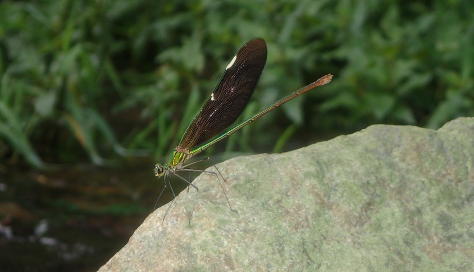 Neurobasis chinensis
