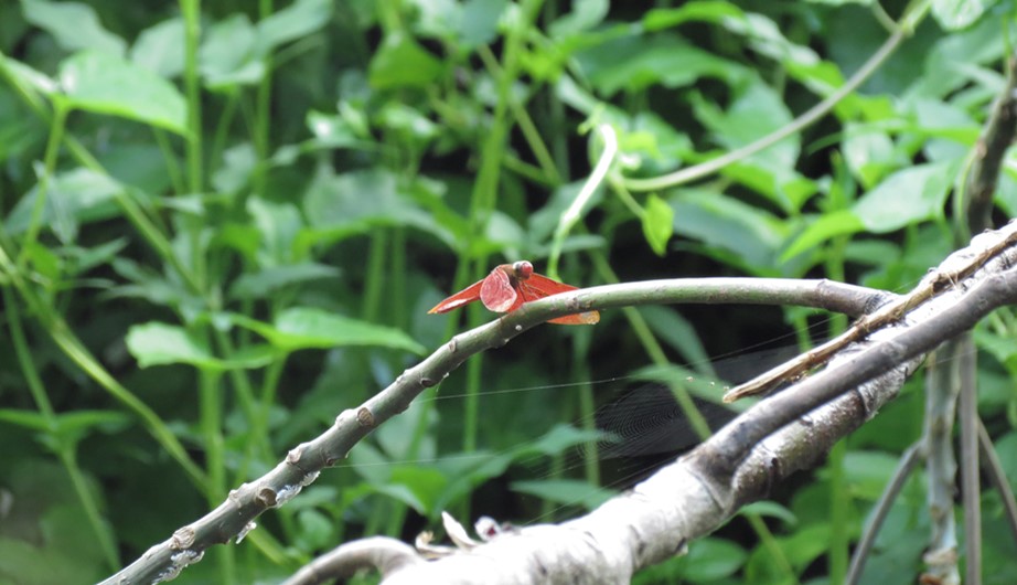 Neurothemis fulvia