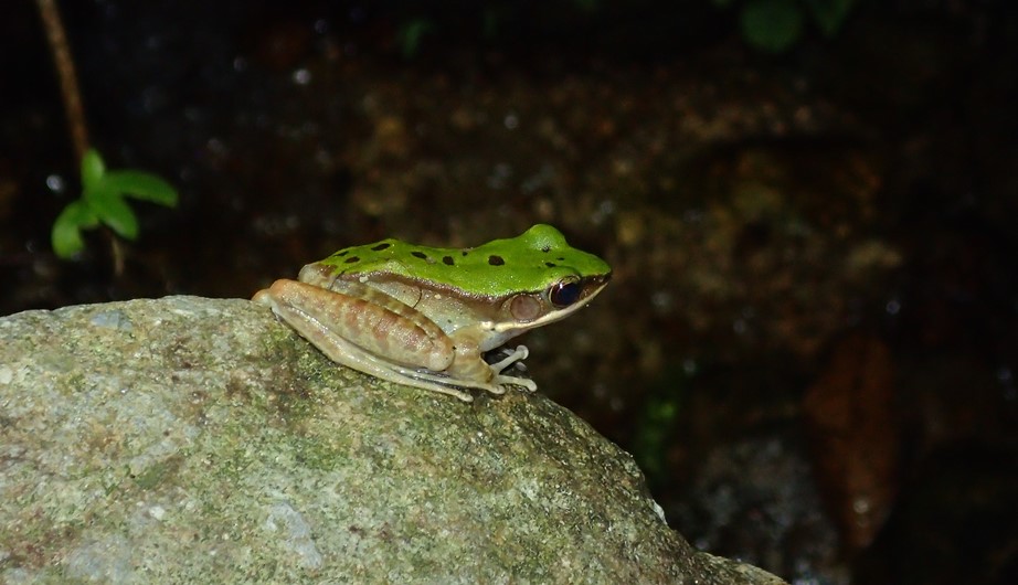 Odorrana chloronota
