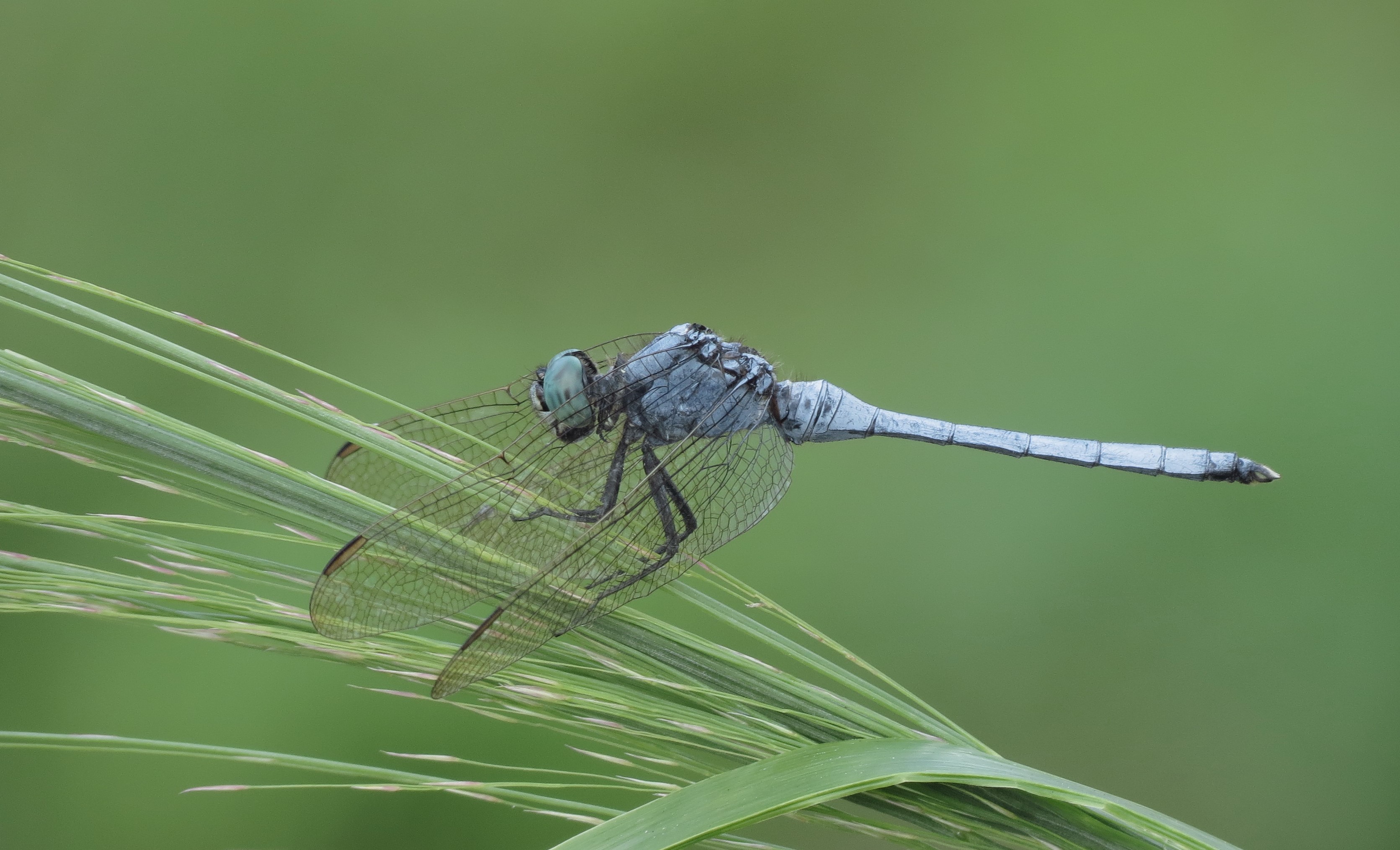 Orthetrum luzonicum