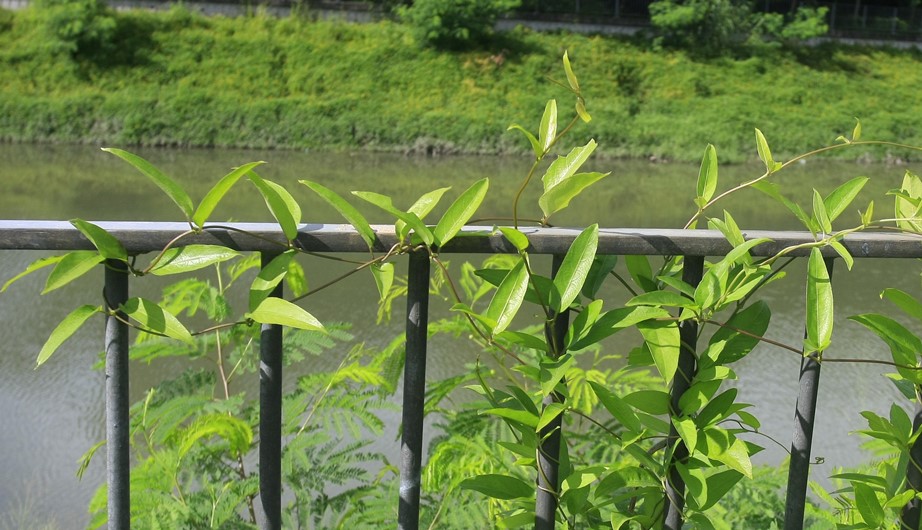 Paederia scandens