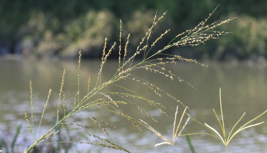 Panicum maximum