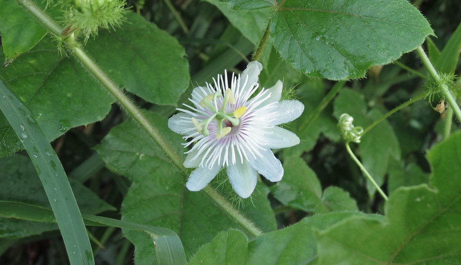 Passiflora foetida