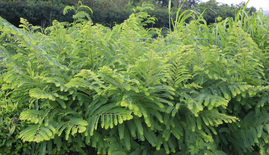 Phyllanthus emblica
