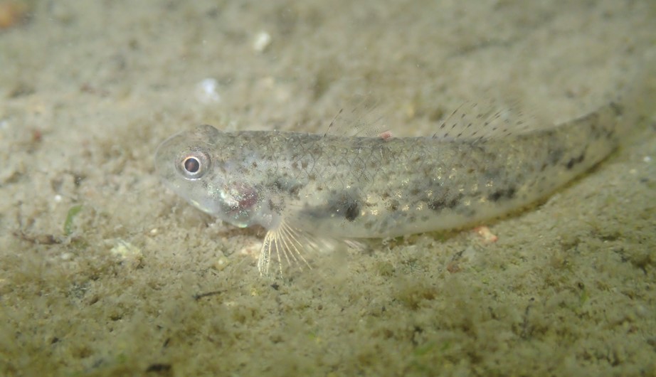 Pseudogobius javanicus