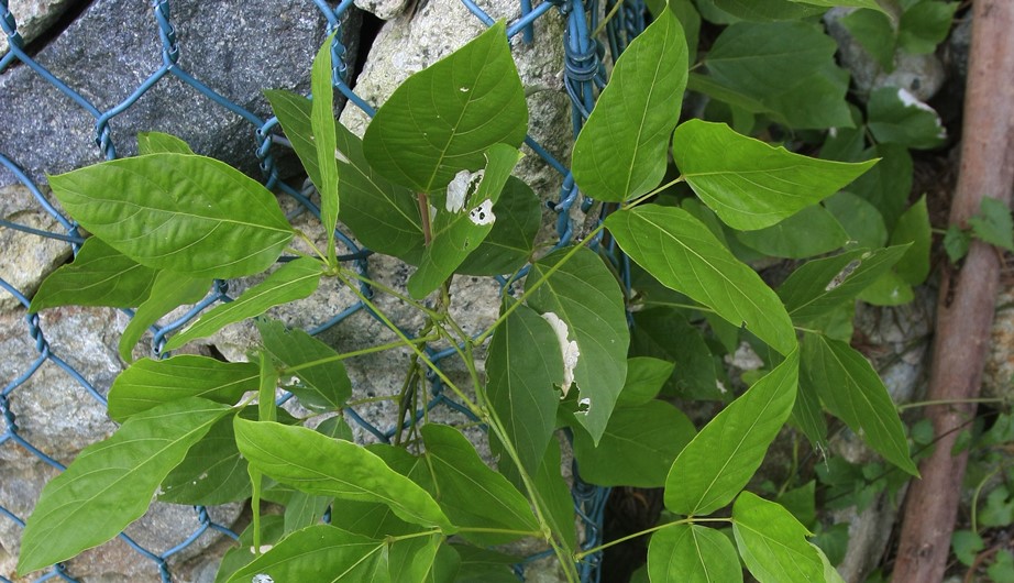 Pueraria lobata