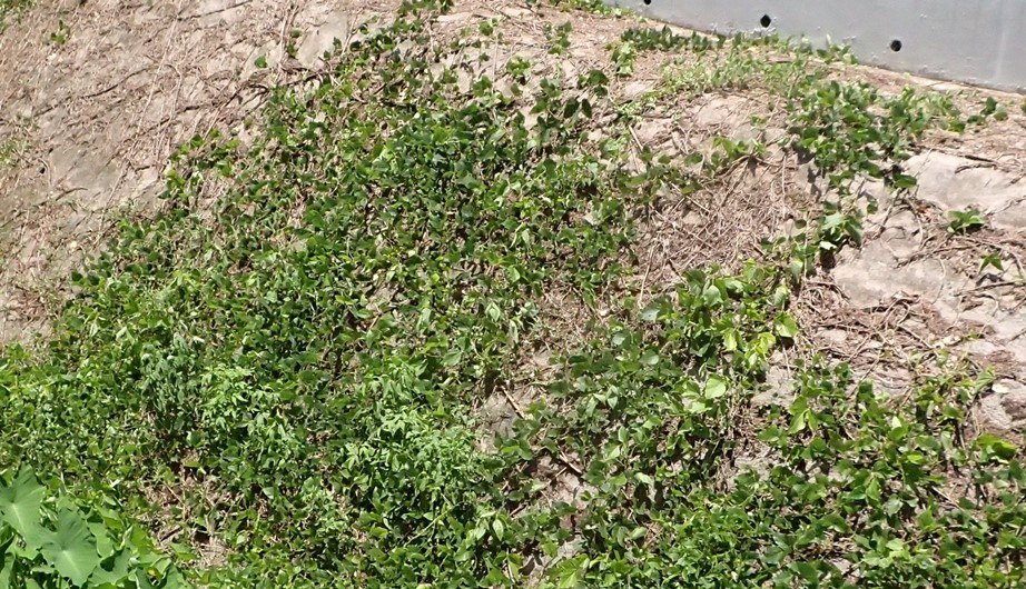 Pueraria phaseoloides