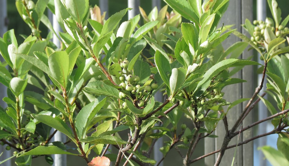Rhaphiolepis indica