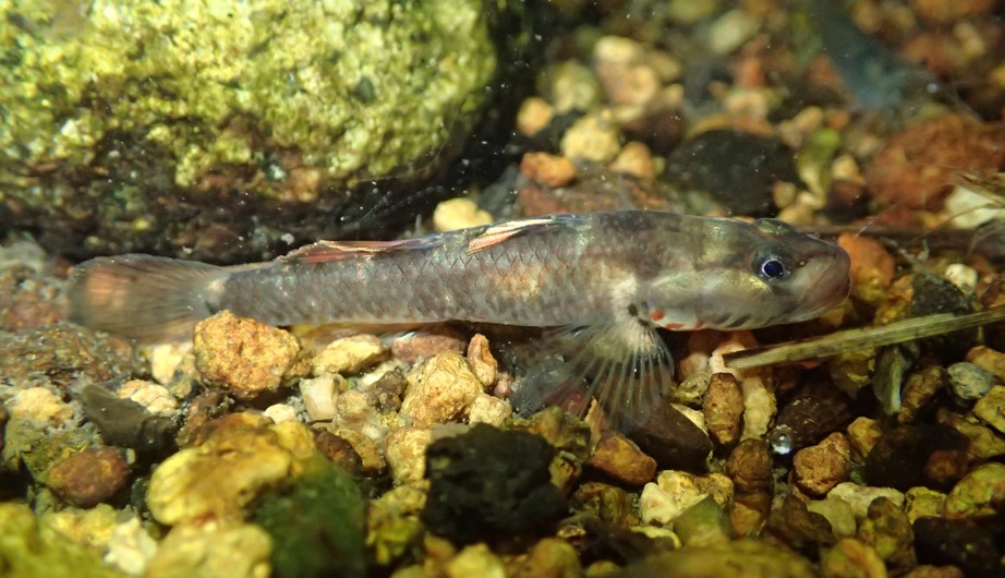 Rhinogobius duospilus