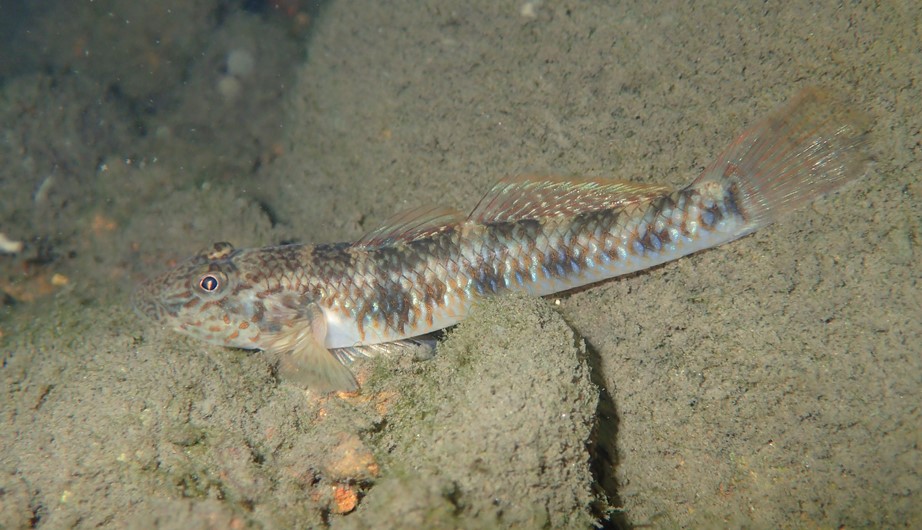 Rhinogobius giurinus