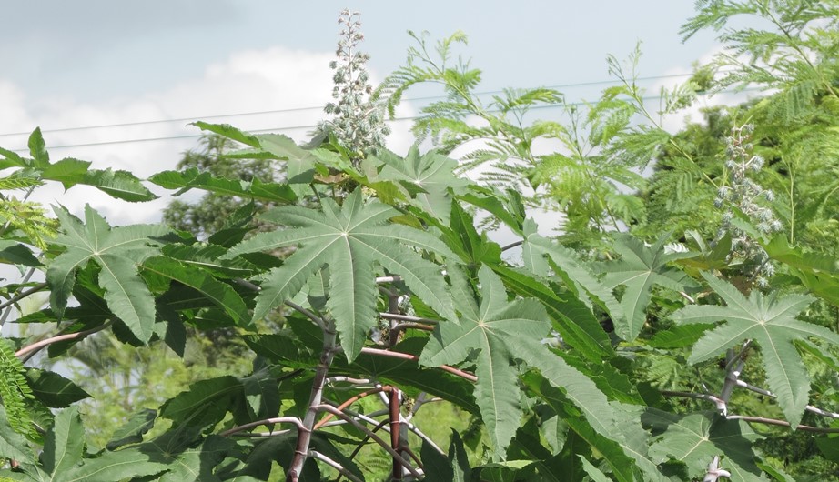 Ricinus communis