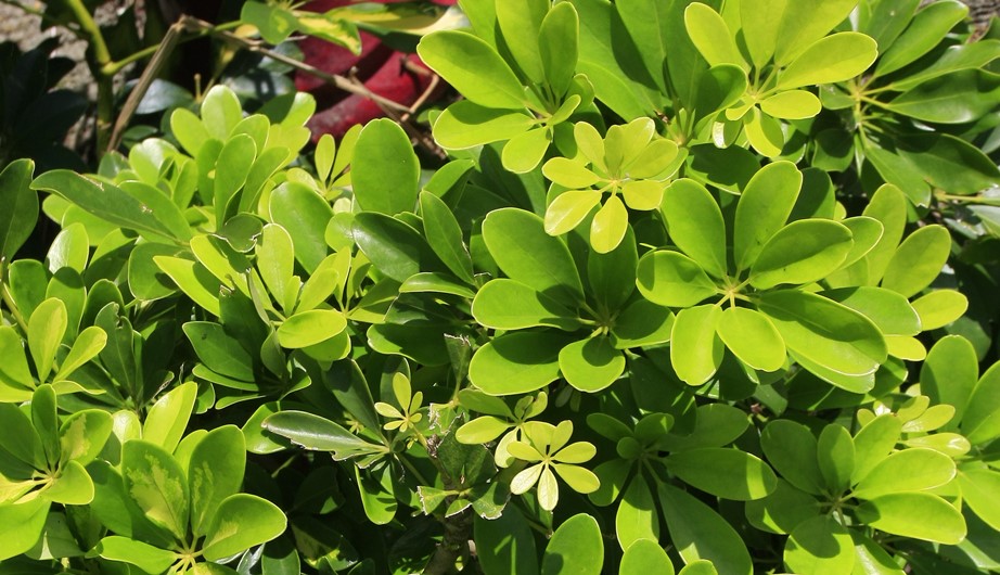 Schefflera arboricola