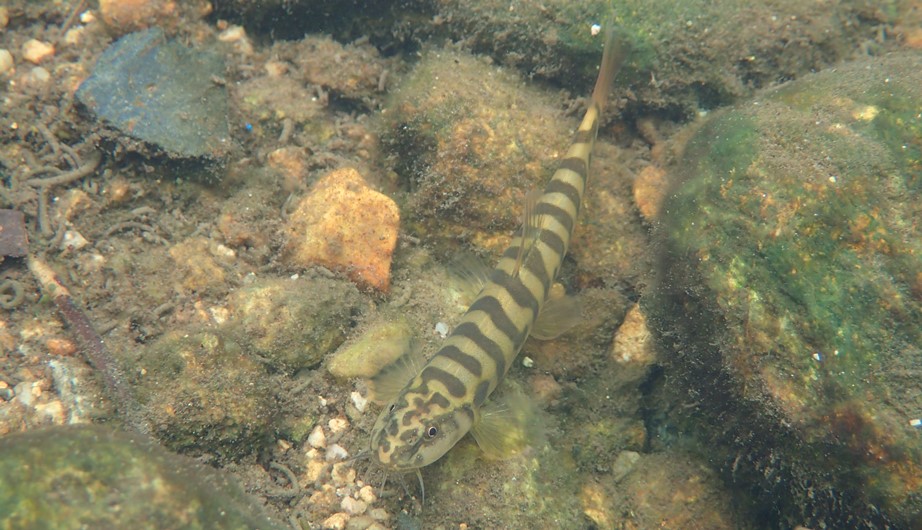 Schistura fasciolata