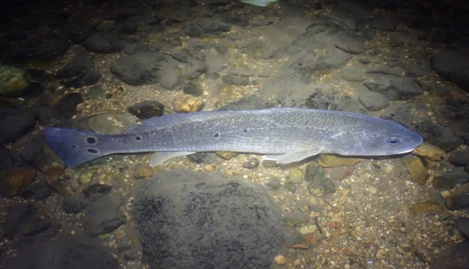 Sciaenops ocellatus