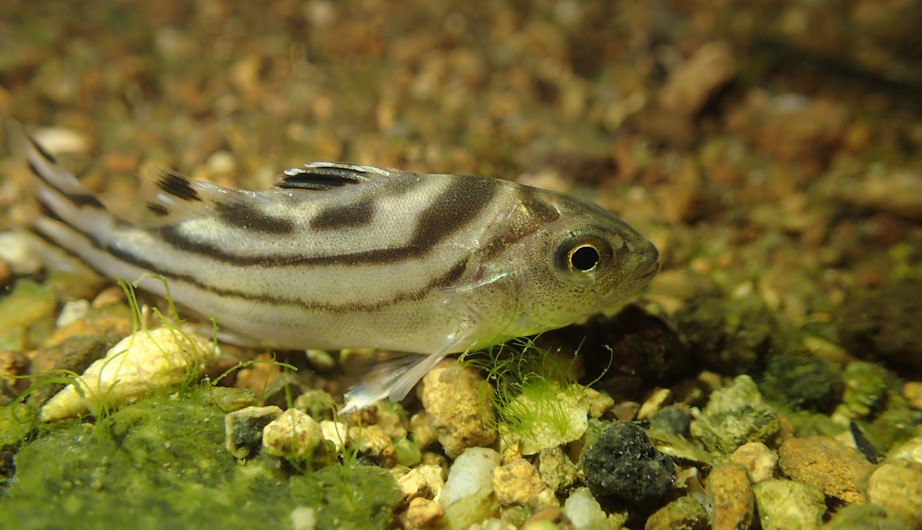 Terapon jarbua