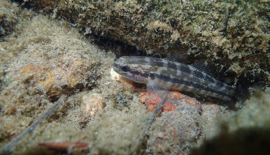 Tridentiger trigonocephalus