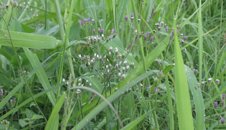 Vernonia cinerea