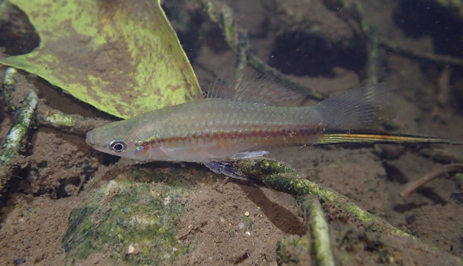 Xiphophorus hellerii