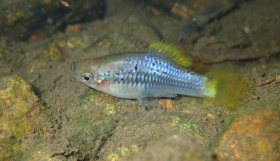 Xiphophorus variatus