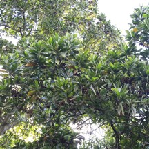 Acacia auriculiformis