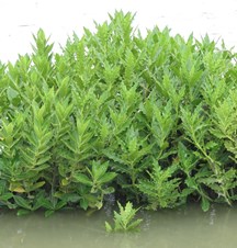 Acanthus ilicifolius