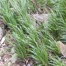 Acorus gramineus