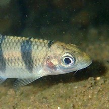 Acrossocheilus beijiangensis
