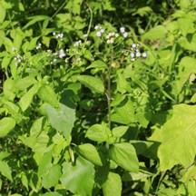 Ageratum conyzoides