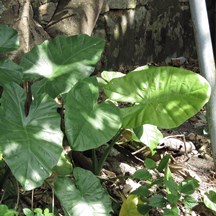 Alocasia macrorrhizos
