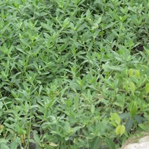 Alternanthera philoxeroides