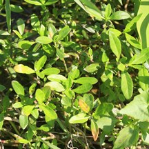 Alternanthera sessilis