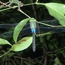 Anax guttatus
