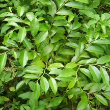 Aquilaria sinensis