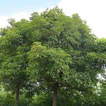 Bischofia javanica