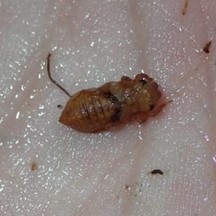 Leptogomphus hongkongensis (Larva)