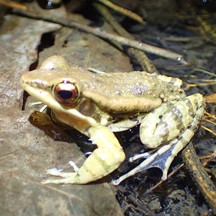 Hylarana latouchii