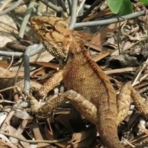 Calotes versicolor