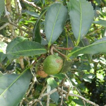 Camellia sinensis