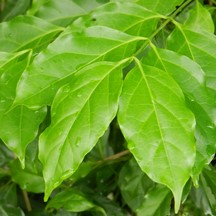 Canthium dicoccum