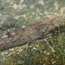 Caridina cantonensis