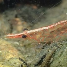 Caridina longirostris