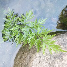Ceratopteris thalictroides